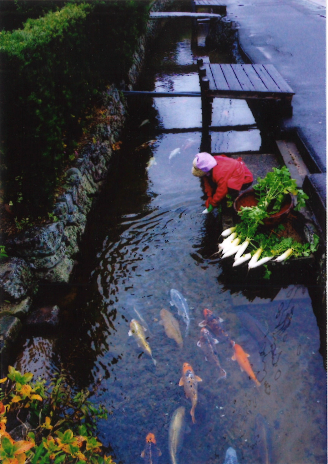 水路の用と美 農業用水路の多面的機能  /山海堂/渡部一二（単行本） 水路の用と美: 農業用水路の多面的機能 | 渡部 一二 |本 | 通販